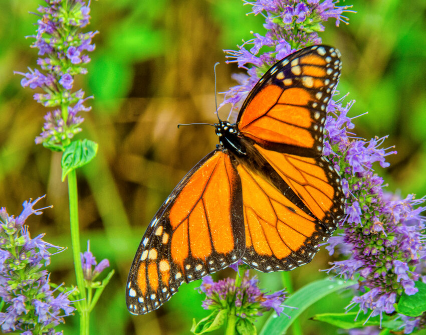 Butterflies & Blooms class at Delaware Botanic Gardens Bay to Bay News